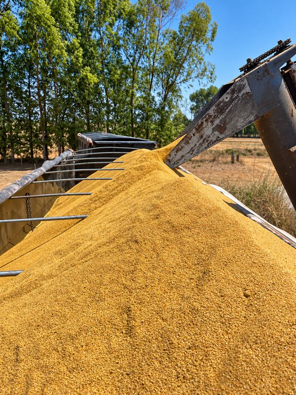 DDG — São Vicente Agromercantil